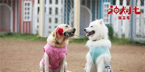 神犬小七第三季在线观看,忠诚守护,再续传奇 第2张 神犬小七第三季在线观看,忠诚守护,再续传奇 第2张