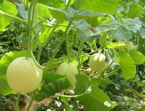 甜瓜最新爆料视频大全,精彩瞬间尽收眼底 第2张 甜瓜最新爆料视频大全,精彩瞬间尽收眼底 第2张