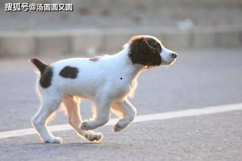 狗砸升级枪最新爆料,全新爆料揭示神秘武器进化之谜 第2张 狗砸升级枪最新爆料,全新爆料揭示神秘武器进化之谜 第2张
