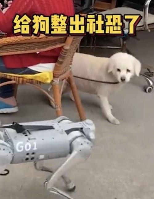 狗砸升级枪最新爆料,全新爆料揭示神秘武器进化之谜 第3张 狗砸升级枪最新爆料,全新爆料揭示神秘武器进化之谜 第3张