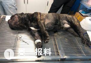 宠物医院最新爆料,宠物健康护理新趋势与常见误区 第2张 宠物医院最新爆料,宠物健康护理新趋势与常见误区 第2张