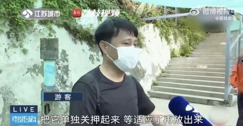 网红吃瓜老大哥,揭秘娱乐圈幕后真相