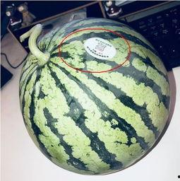 网红打火机吃瓜,揭秘网络红人的神秘生活