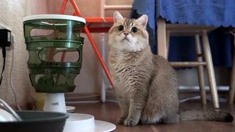 萌宠视频最近爆料大全,可爱瞬间尽收眼底 第2张 萌宠视频最近爆料大全,可爱瞬间尽收眼底 第2张