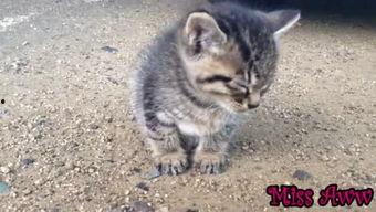 萌宠视频最近爆料大全,可爱瞬间尽收眼底 第3张 萌宠视频最近爆料大全,可爱瞬间尽收眼底 第3张