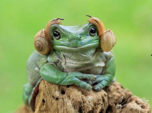 搞笑网红青蛙吃瓜,笑料横生,网红搞笑瞬间大揭秘! 第3张 搞笑网红青蛙吃瓜,笑料横生,网红搞笑瞬间大揭秘! 第3张