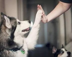 武汉宠物爆料事件视频播放 第1张 武汉宠物爆料事件视频播放 第1张