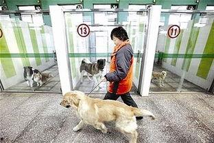 武汉宠物爆料事件视频播放 第2张 武汉宠物爆料事件视频播放 第2张