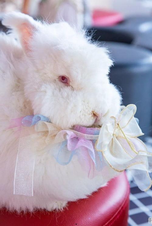 甜酷布偶兔官方爆料视频,萌宠新玩法，带你领略兔界新风尚  第3张