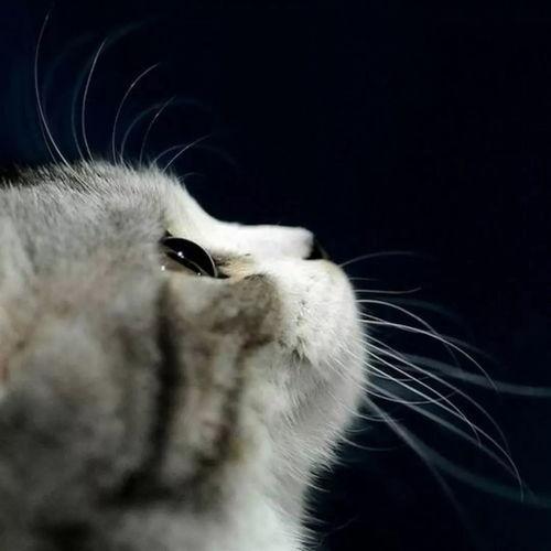 娱乐吃瓜酱小猫咪被吓,揭秘幕后真相  第3张