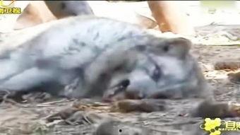 爆料踩踏动物视频大全,踩踏动物视频大全引发社会关注