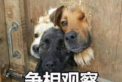 三只狗子爆料视频播放,揭秘娱乐圈幕后真相