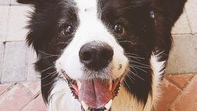 三只狗子爆料视频播放,揭秘娱乐圈幕后真相  第2张