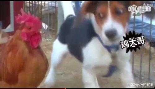 三只狗子爆料视频播放,揭秘娱乐圈幕后真相  第3张