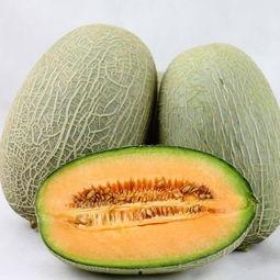 贵州网红鹅喜欢吃哈密瓜,贵州网红鹅的哈密瓜美食之旅 第3张 贵州网红鹅喜欢吃哈密瓜,贵州网红鹅的哈密瓜美食之旅 第3张