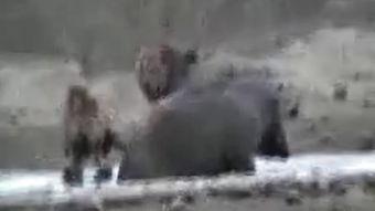 狩猎视频在线观看,在线观看惊心动魄的野生动物捕猎瞬间  第3张