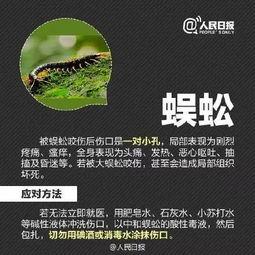 昆虫五周年爆料视频大全,回顾经典瞬间，展望未来辉煌  第3张