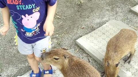 爆料踩踏动物视频大全,踩踏动物视频大全引发社会关注  第2张