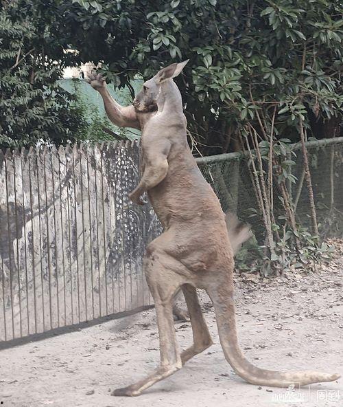 爆料踩踏动物视频大全,踩踏动物视频大全引发社会关注  第3张