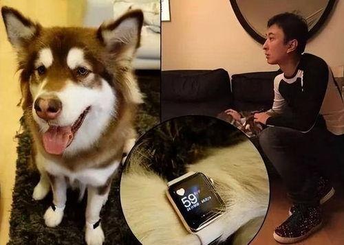 徒弟爆料狗磊视频大全最新,徒弟爆料揭秘最新精彩瞬间 第3张 徒弟爆料狗磊视频大全最新,徒弟爆料揭秘最新精彩瞬间 第3张