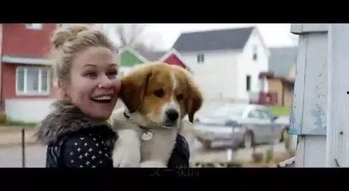 一条狗的使命在线观看免费,一条狗的使命观影指南 第3张 一条狗的使命在线观看免费,一条狗的使命观影指南 第3张